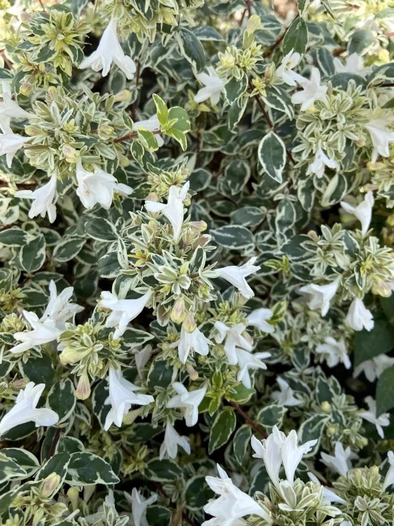 Gardenaria Abelia grandiflora 'Sparkling Silver' - Arbusto ornamentale da giardino Altezza: 30/35 cm (vaso19)