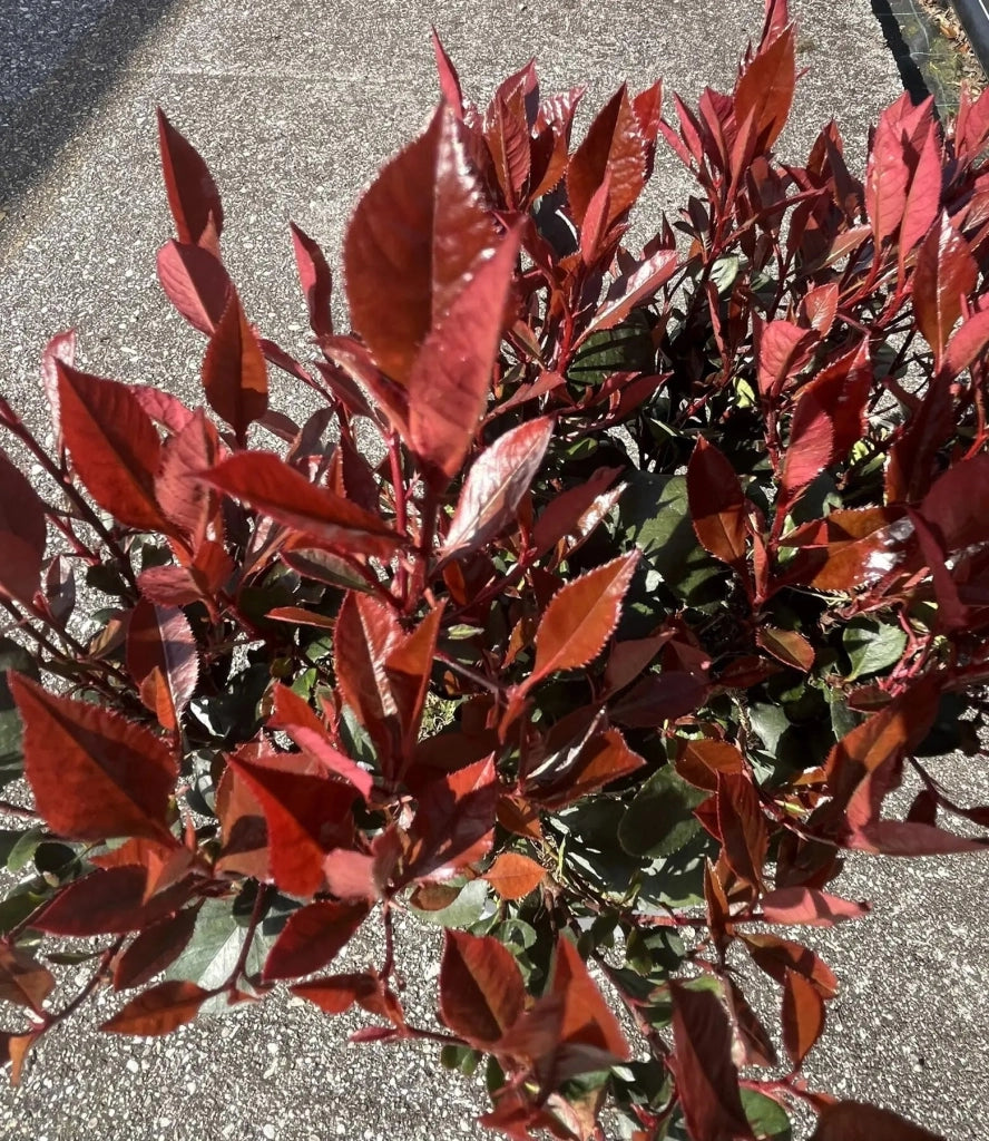 Gardenaria Photinia fraseri 'Red Robin' - Arbusto ornamentale da giardino Altezza: 125/175 cm (vaso24)