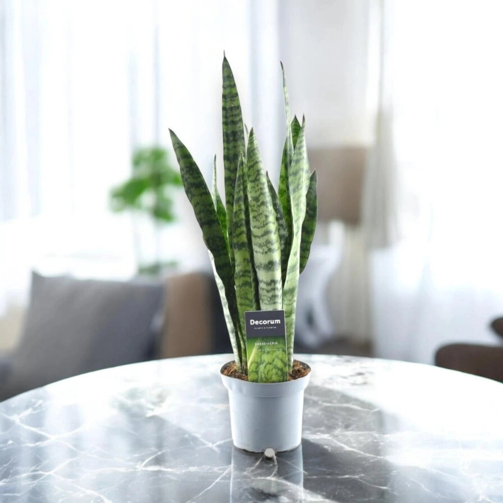 Gardenaria Sansevieria zeylanica - Pianta da interno ornamentale Altezza: 40 cm (vaso 14)