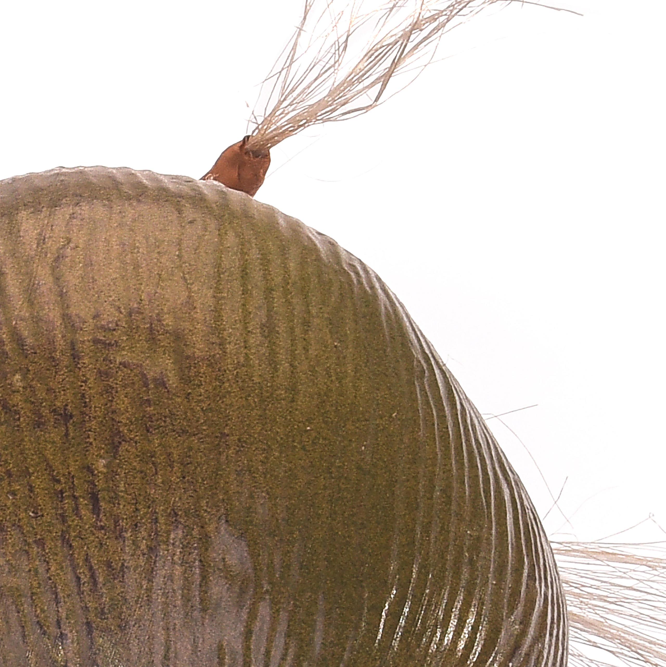 Cocco Artificiale x 3 Altezza 40 cm