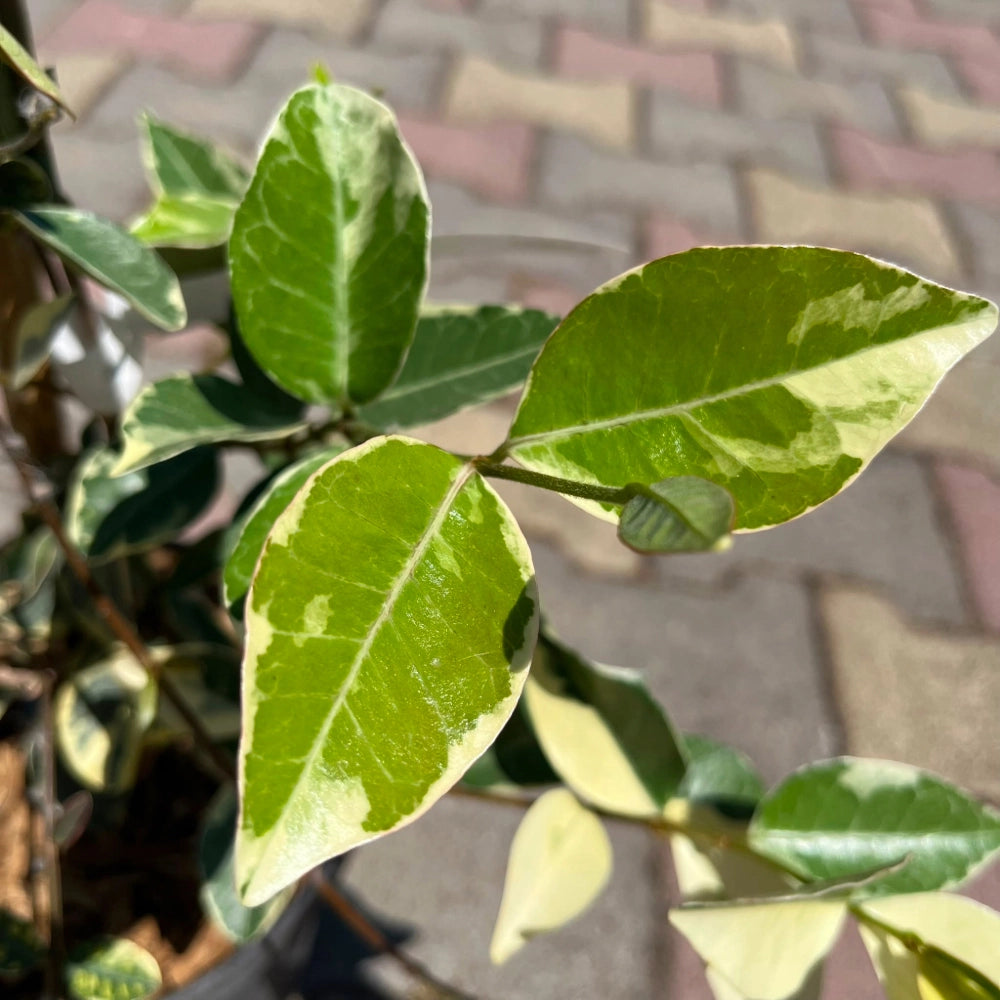 Rhincospermum Jasminoides variegato falso gelsomino h 80 in vaso 18 cm AMDGarden