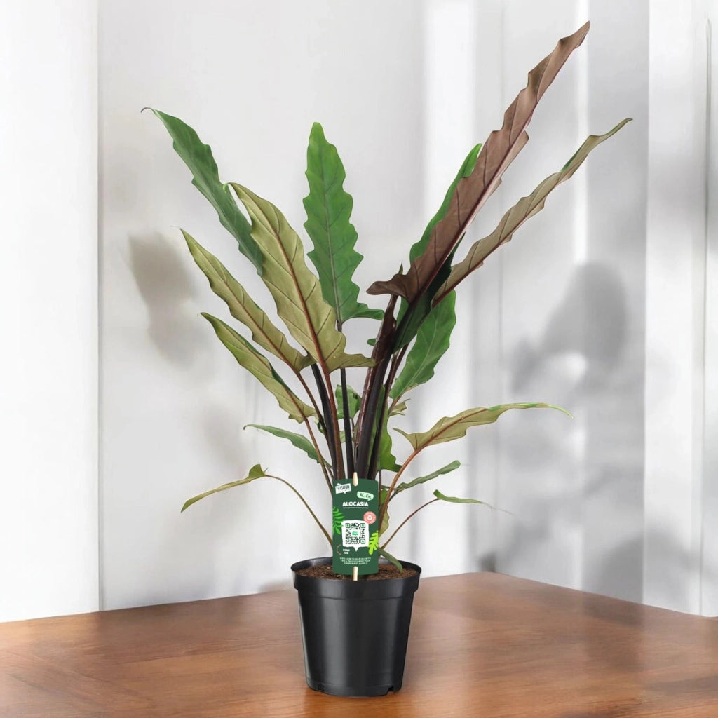 Gardenaria Alocasia lautebarchiana - Pianta da interno ornamentale Altezza: 80 cm (vaso 19)
