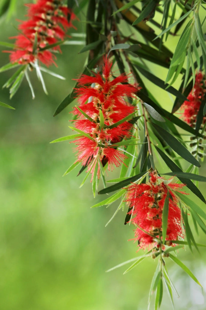 CALLISTEMON CITRINUS SPLENDENS ALB.24 1/2 FUSTO
