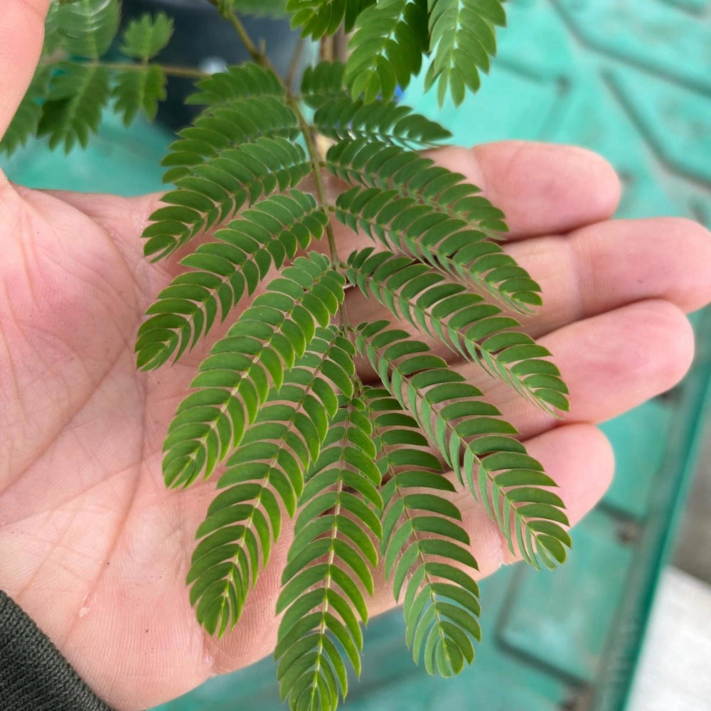 Pianta di ALBIZIA JULIBRIBRISSIN TROPICAL DREAM ® albero della seta FOTO REALE