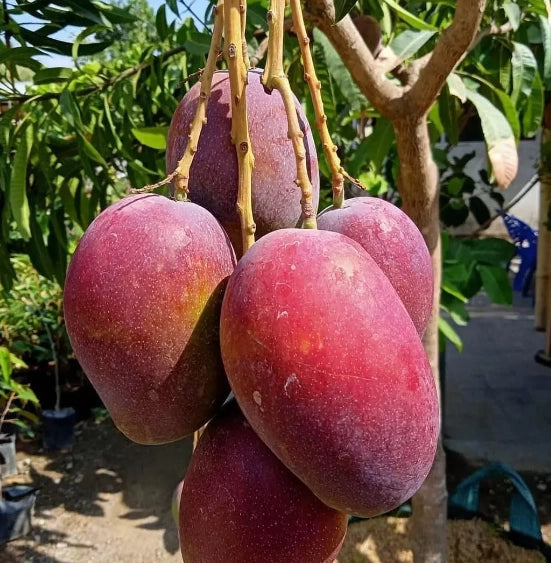 PIANTA DI MANGIFERA INDICA MANGO IRWIN H 140CM, FOTO REALI