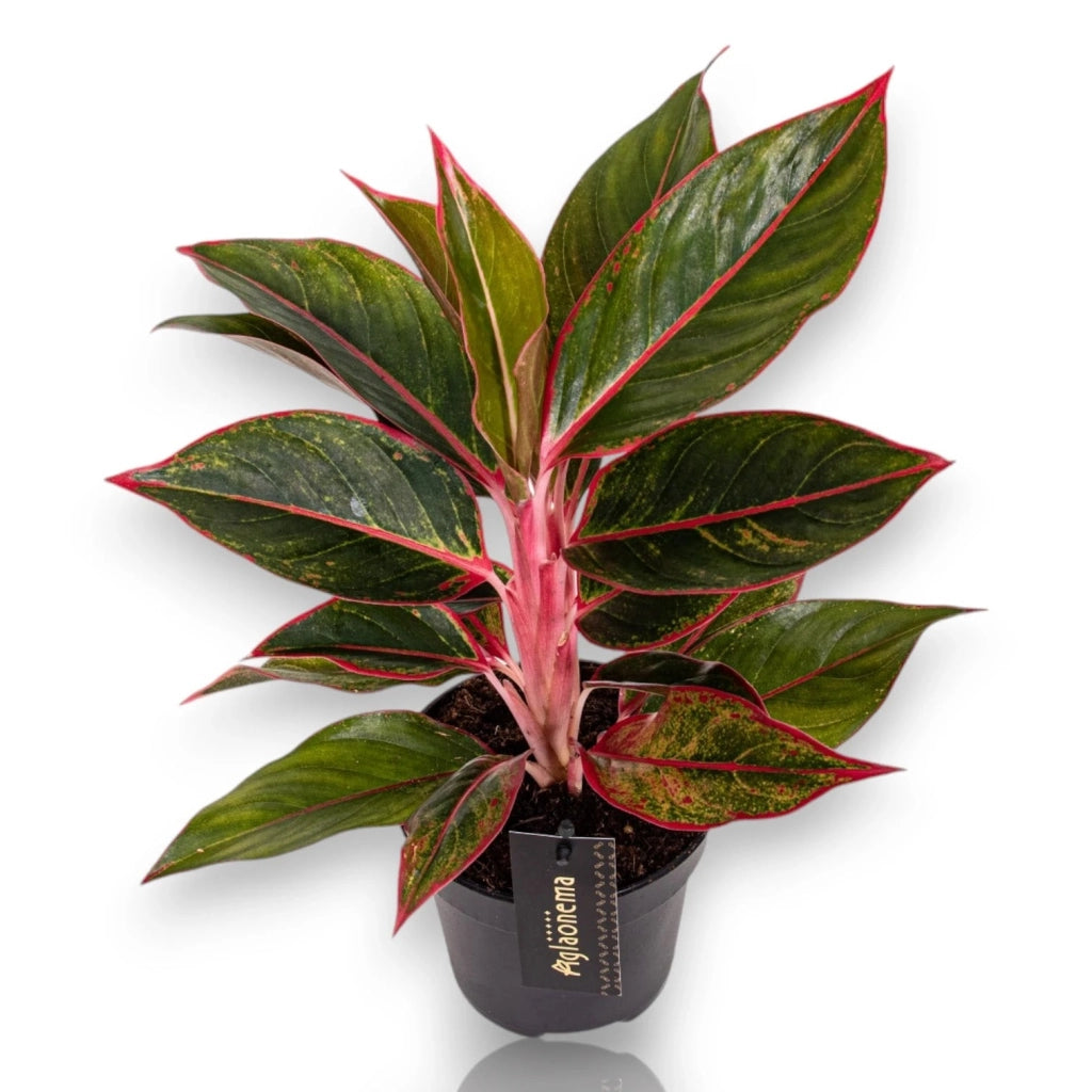 Gardenaria Aglaonema 'Jungle Red' - Pianta da interno ornamentale Altezza: 50 cm (vaso 12)