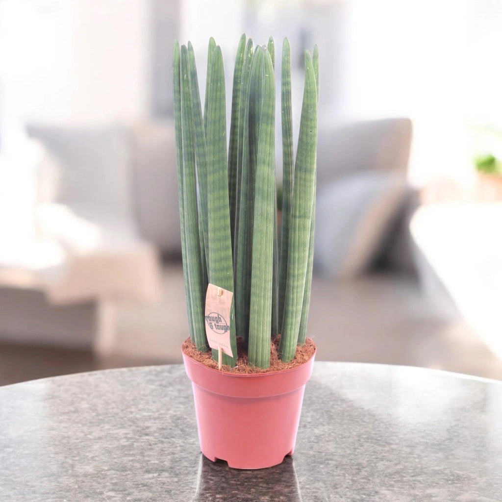 Gardenaria Sansevieria cylindrica 'Straight' - Pianta da interno ornamentale Altezza: 35 cm (vaso 12)