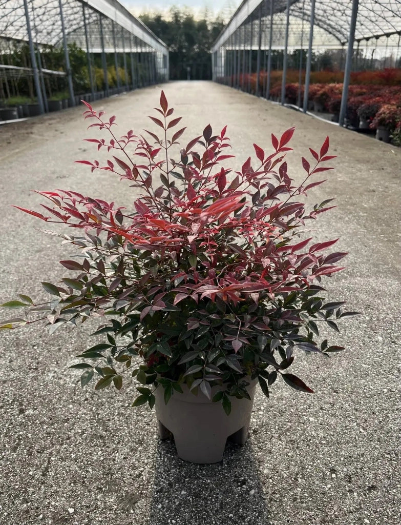 Gardenaria Nandina domestica 'Obsessed' - Arbusto ornamentale da giardino Altezza: 40/60 cm (vaso19)