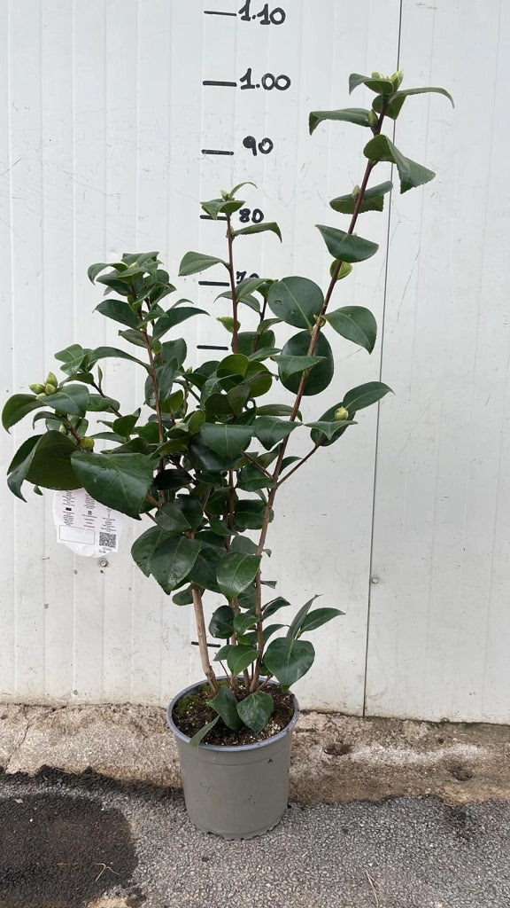 Camelia Japonica "Dr Burnside" vaso 18cm H90 foto reali