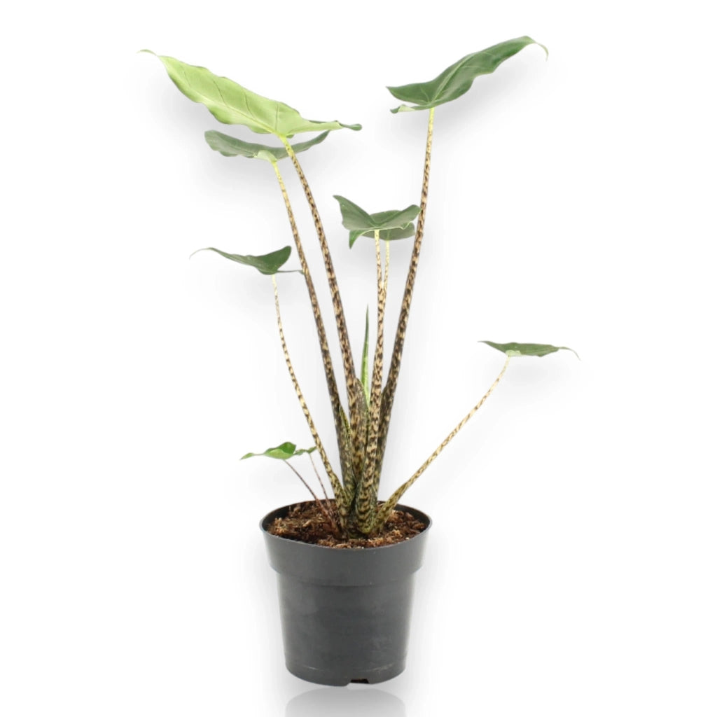 Gardenaria Alocasia zebrina - Pianta da interno ornamentale Altezza: 60 cm (vaso 17)