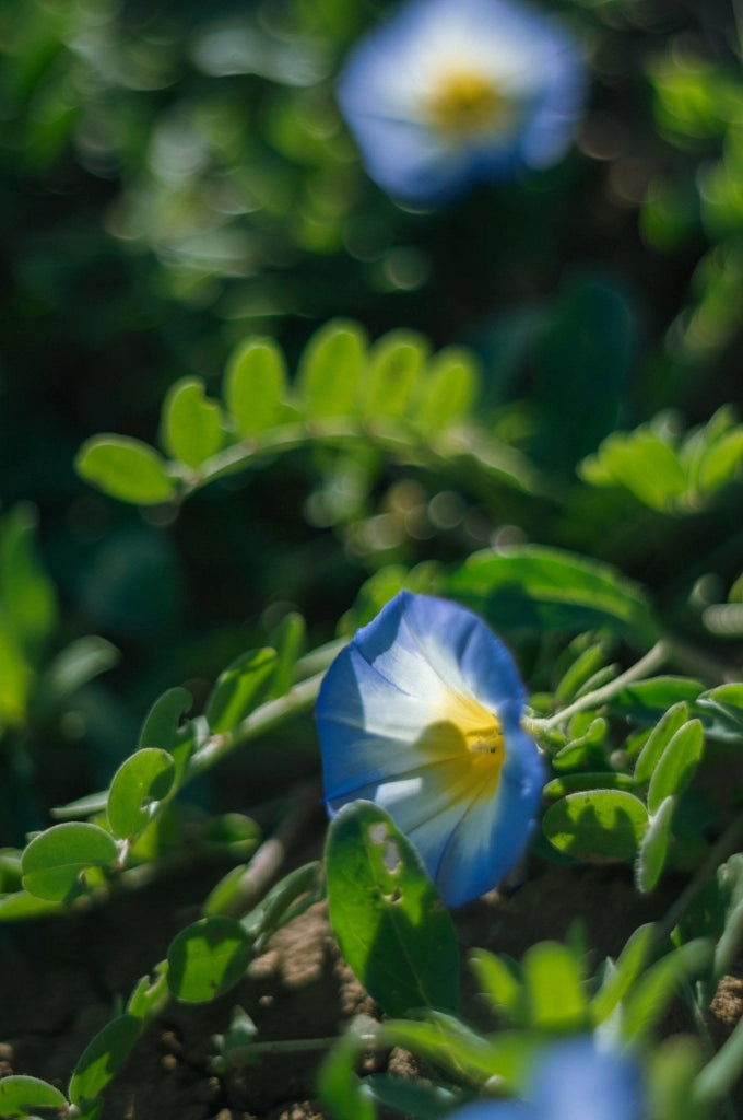 CONVOLVULUS MAURITANICUS (VILUCCHIO AZZURRO) BLU VASO 18