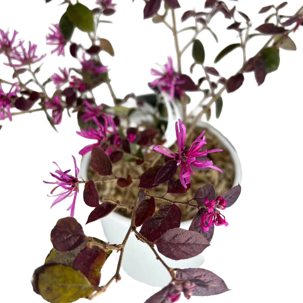 Pianta LOROPETALUM CHINENSE FIRE DANCE cespuglio di fuoco VASO 18CM AMDGarden