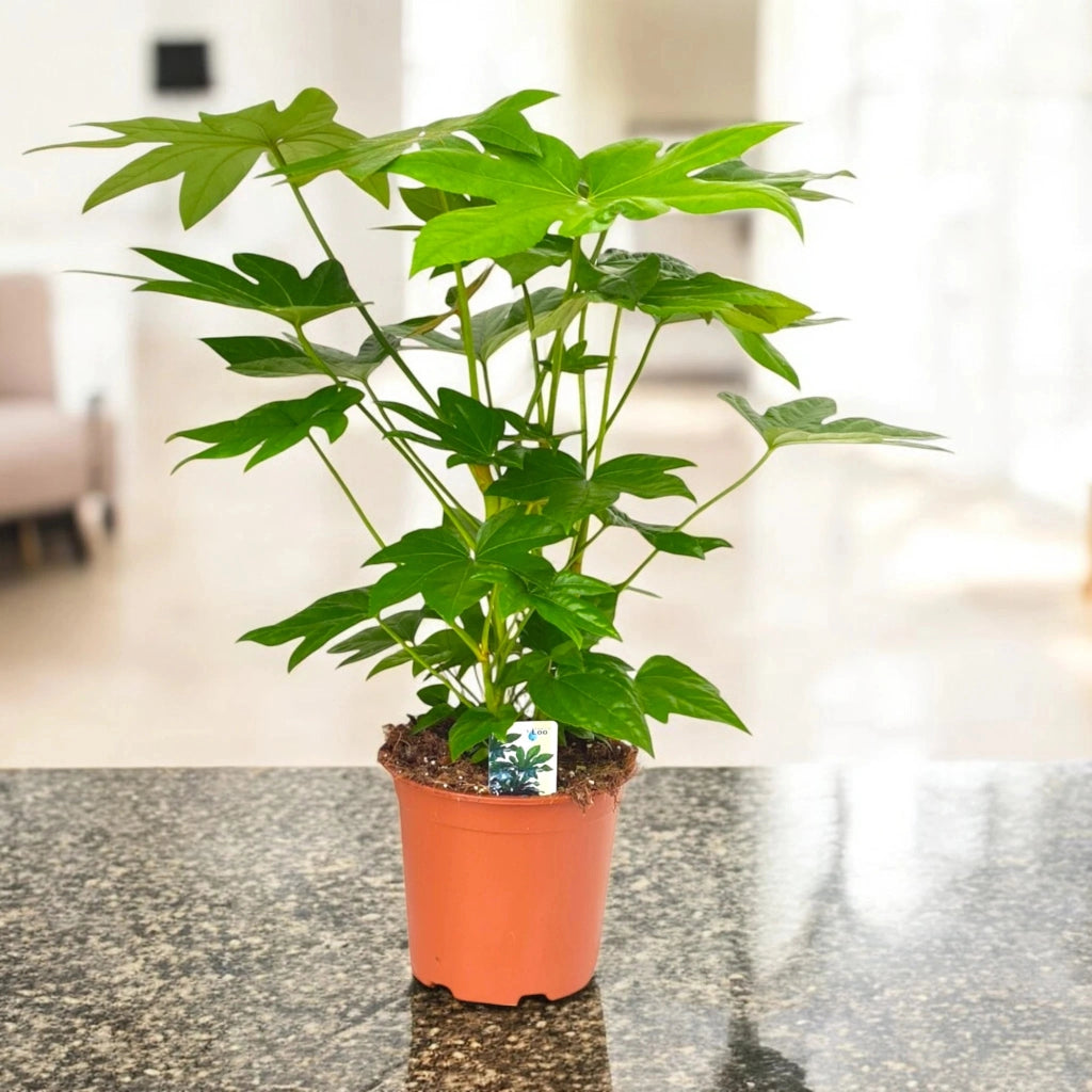 Gardenaria Fatsia japonica (Aralia) - Pianta da interno ornamentale Altezza: 60 cm (vaso 17)