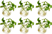 4 Stck Vasi a forma di Goccia in Vetro per Piante 4 Pollici di Diametro - Vasi per Appendere Piante e Fiorellini per Acqua e Aria con Hanger di Sospensione