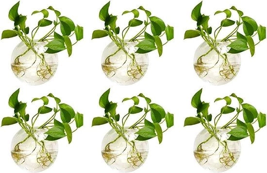 4 Stck Vasi a forma di Goccia in Vetro per Piante 4 Pollici di Diametro - Vasi per Appendere Piante e Fiorellini per Acqua e Aria con Hanger di Sospensione