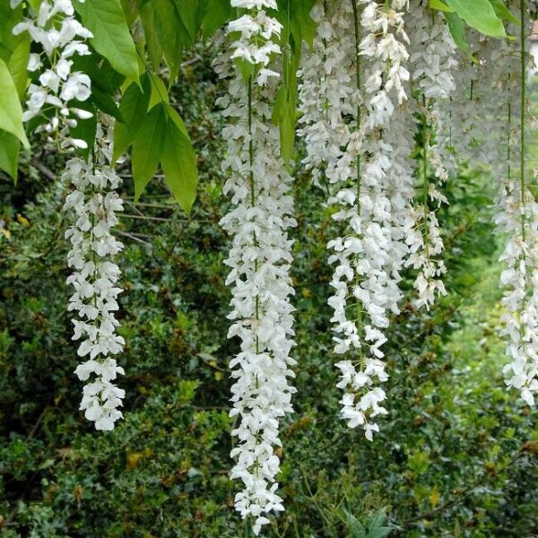 Pianta di GLICINE BIANCO rampicante pergolati spalliere FIORE BIANCO FOTO REALE