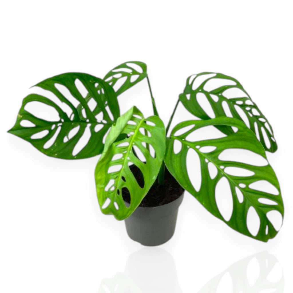 Gardenaria Philodendron 'Esqueleto' - Pianta da interno ornamentale Altezza: 40 cm (vaso 12)