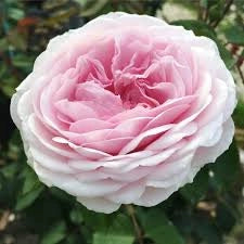 Rosa Barni Olivia Rose Austin cespuglio rifiorente profumato