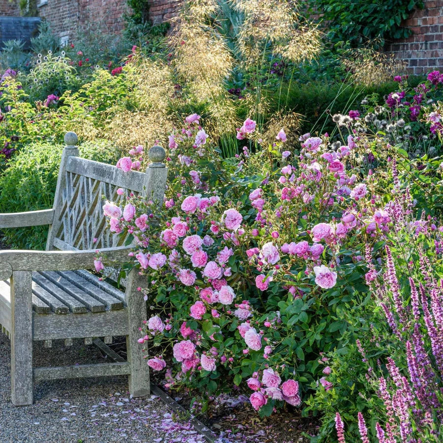Gardenaria Rosa 'Harlow Carr' - Rosa da giardino Altezza: 40/50 cm (vaso20)