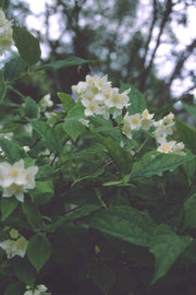 Gardenaria Filadelfo - Philadelphus virginalis 'Snowflake' - Arbusto ornamentale da giardino Altezza: 40/60 cm (vaso19)
