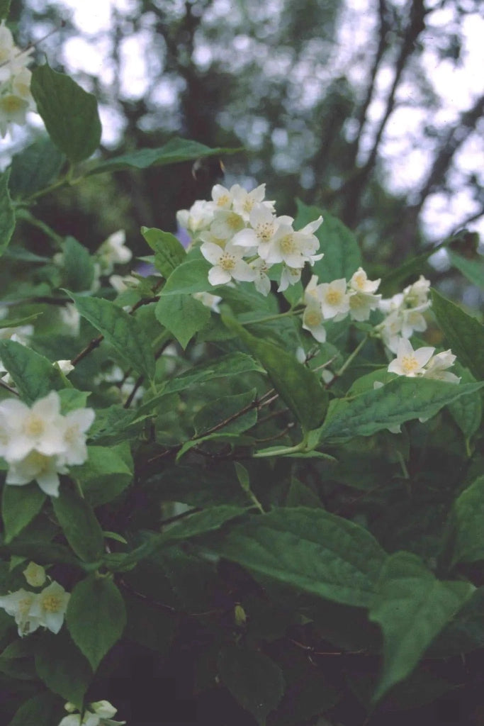 Gardenaria Filadelfo - Philadelphus virginalis 'Snowflake' - Arbusto ornamentale da giardino Altezza: 40/60 cm (vaso19)