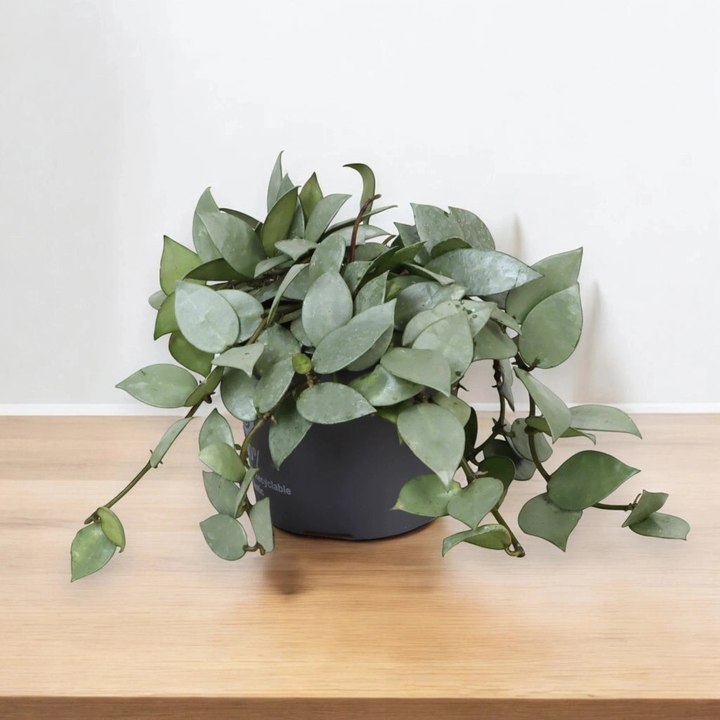 Gardenaria Hoya krohniana 'Eskimo' - Pianta da interno ornamentale Altezza: 15 cm (vaso 12)