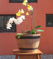 Pianta in plastica con aspetto di legno | colore: nocciola | Design: bottiglia di vino | Ø 38 cm