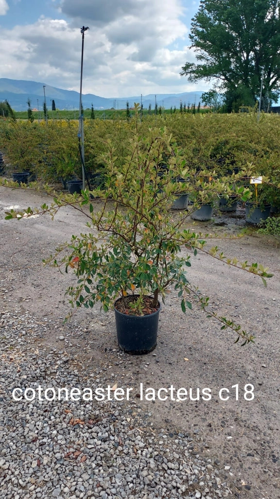 Gardenaria Cotoneaster lacteus - Arbusto ornamentale da giardino Altezza: 30/35 cm (vaso19)