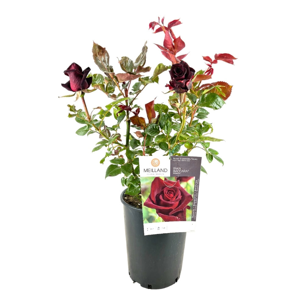 Pianta di ROSA BREVETTATA BLACK BACCARA ® rosa nera in vaso 19 cm AMDGarden