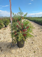 CALLISTEMON CAPTAIN COOK (PIANTA SCOVOLINO) VASO 40
