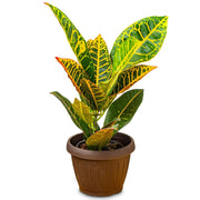 Gardenaria Croton - Codiaeum variegatum 'Mrs.Iceton' - Pianta da interno ornamentale Altezza: 55 cm (vaso 17)