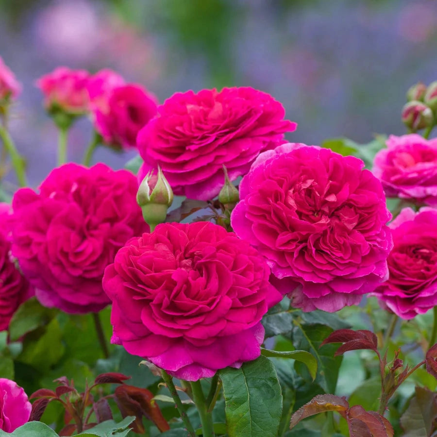 Gardenaria Rosa 'Gabriel Oak' - Rosa da giardino Altezza: 40/50 cm (vaso20)