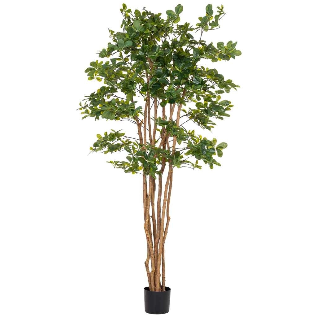 Pianta di baniano artificiale decorativa in vaso 40x30x180h cm
