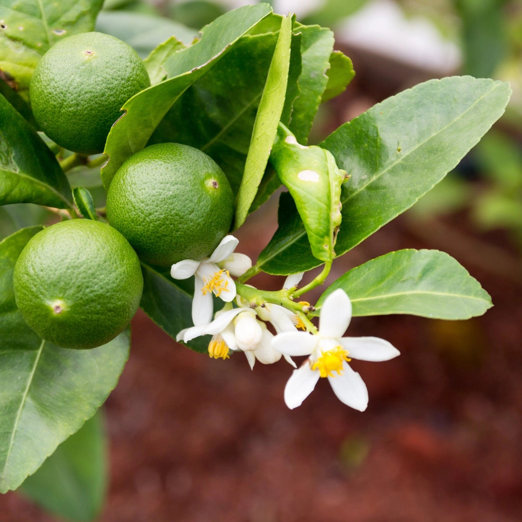 Gardenaria Bergamotto - Citrus bergamia - Pianta di agrume da frutto in vaso Altezza: 125/140 cm (vaso26)