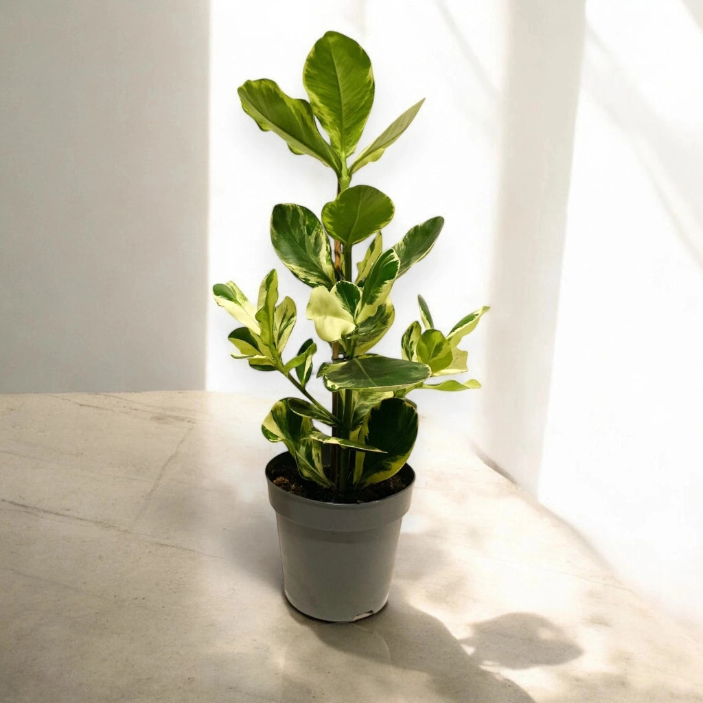 Gardenaria Clusia rosea 'White Star' - Pianta da interno ornamentale Altezza: 60 cm (vaso 17)