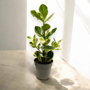 Gardenaria Clusia rosea 'White Star' - Pianta da interno ornamentale Altezza: 60 cm (vaso 17)