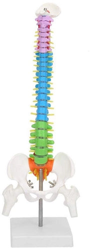 Modello a spirale estremamente flessibile - Anatomico - Colonna vertebrale umana - Bacino-femore - 45 cm - Dimensione naturale