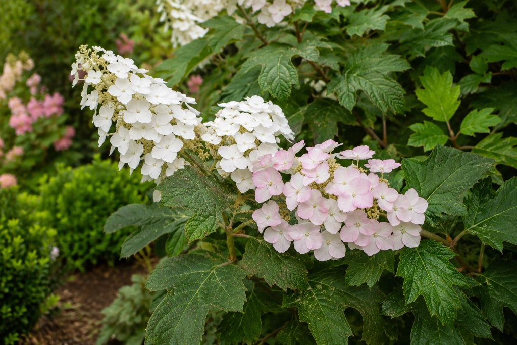 Gardenaria Ortensia - Hydrangea Quercifolia 'Applause' - Pianta acidofila ornamentale da esterno Altezza: 40/50 cm (vaso19)