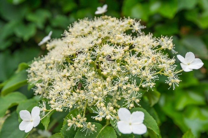 Ortensia Bianca Rampicante Hydrangea Petiolaris in vaso 18 cm AMDGarden