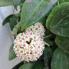Hoya wibergiae – Pianta tropicale compatta da collezione vaso 6 cm