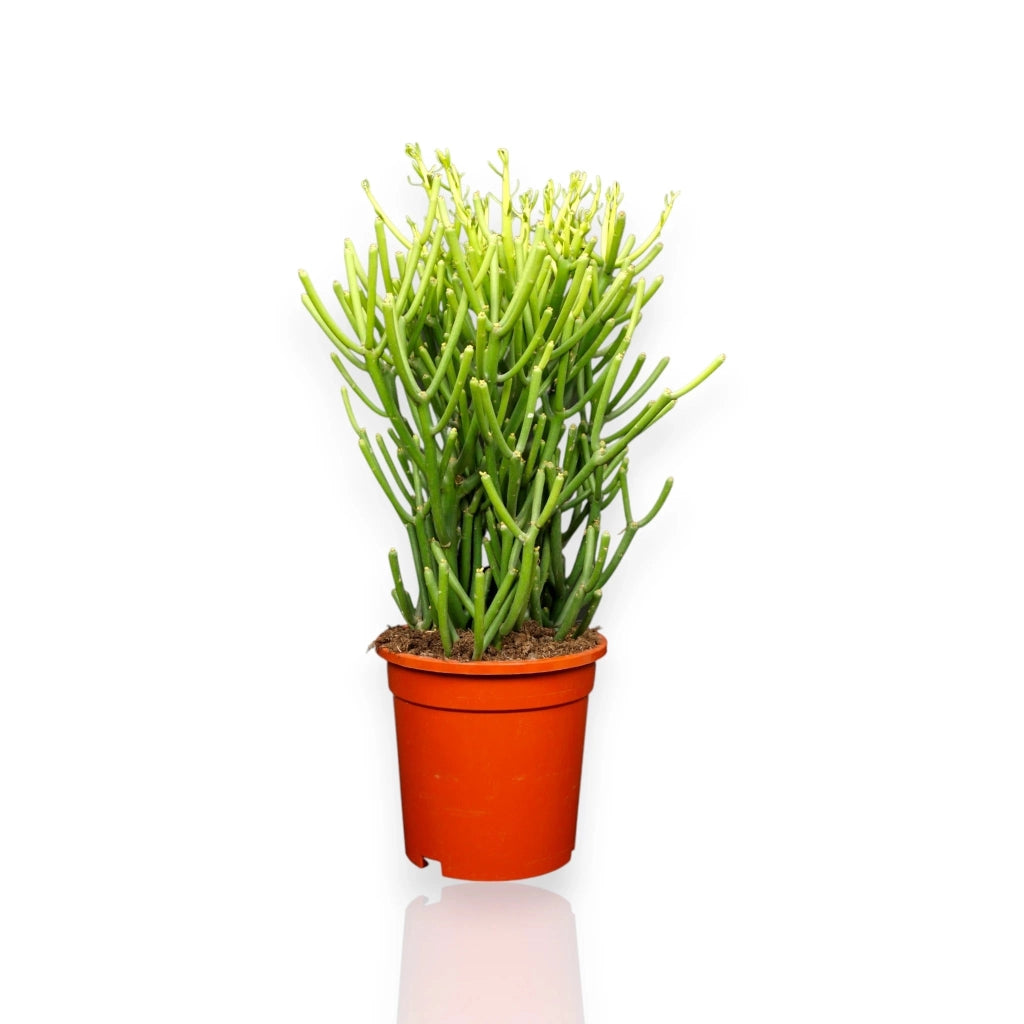 Gardenaria Euphorbia tirucalli - Pianta da interno ornamentale Altezza: 35 cm (vaso 12)