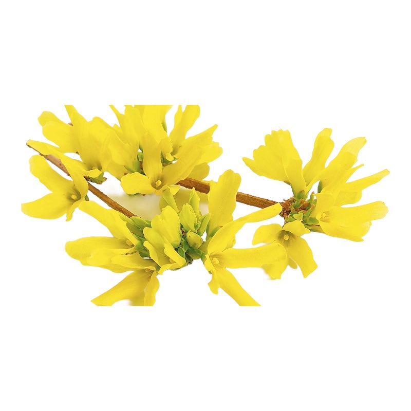 Pianta Albero di FORSIZIA FORSYTHIA fiore giallo CESPUGLIO vaso 16 FOTO REALE