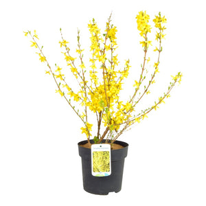 Pianta Albero di FORSIZIA FORSYTHIA fiore giallo CESPUGLIO vaso 16 FOTO REALE