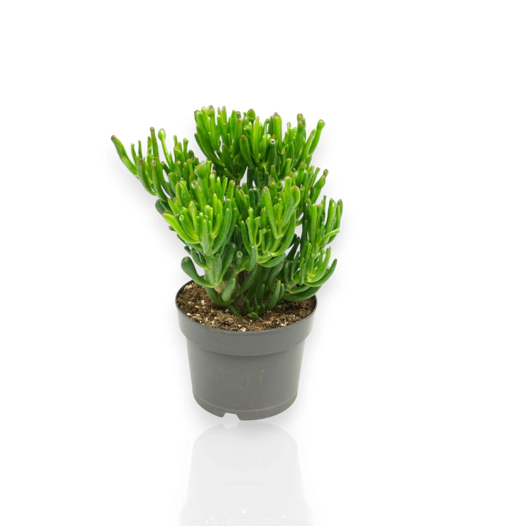 Gardenaria Crassula ovata 'Gollum' - Pianta da interno ornamentale Altezza: 25 cm (vaso 17)
