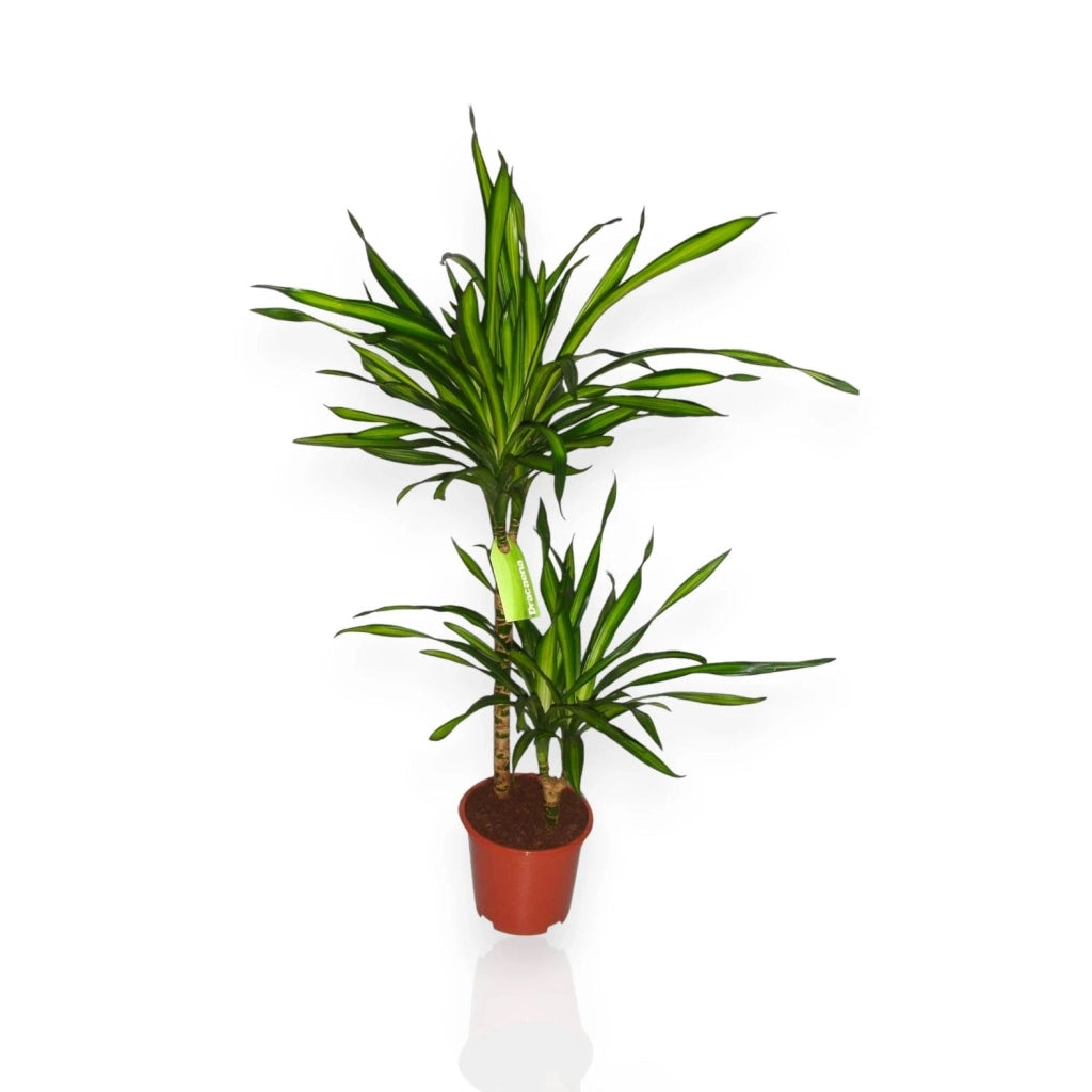 Gardenaria Dracaena fragrans 'Riki' - Pianta da interno ornamentale Altezza: 140 cm (vaso 30)