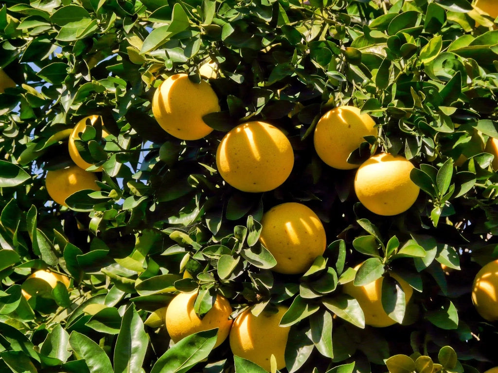 Gardenaria Pompelmo Giallo - Citrus × paradisi - Pianta di agrume da frutto in vaso Altezza: 70/80 cm (vaso 22)