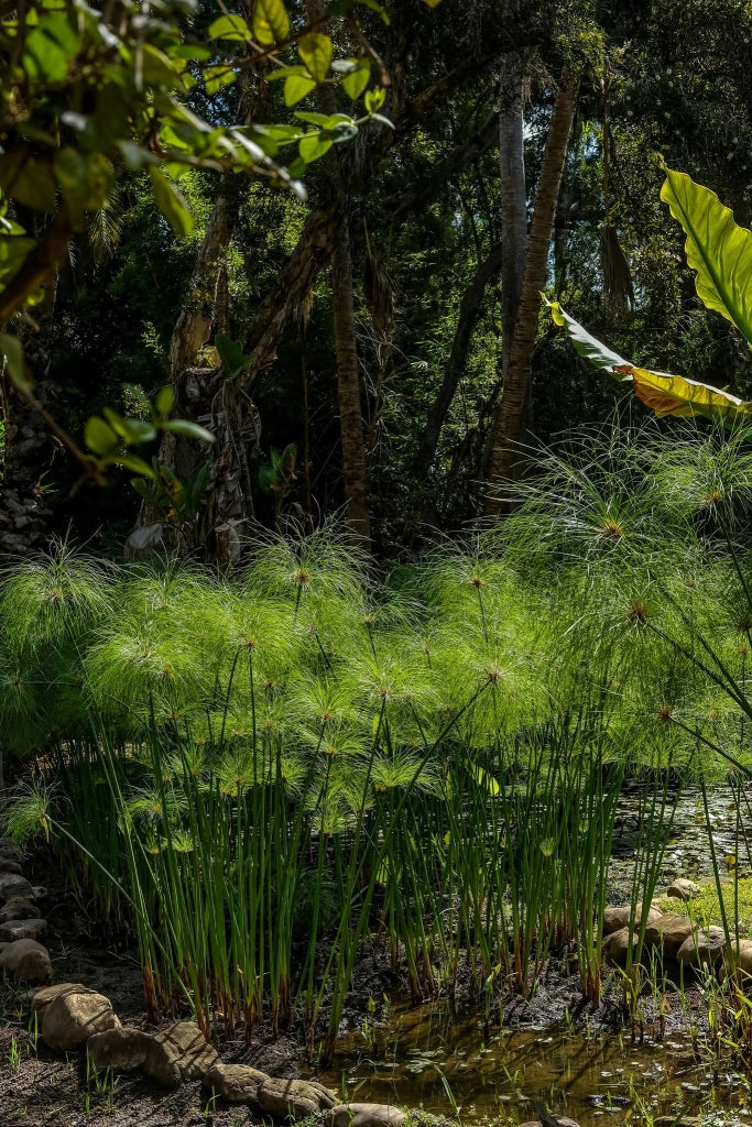 CYPERUS PAPYRUS (PAPIRO) VASO 24
