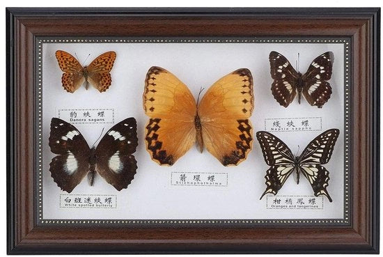 Quadri di insetti realizzati su legno - Vlinder esemplari - Decorazione - Regalo - Taxidermia - Giocattolo educativo - Display di insetti