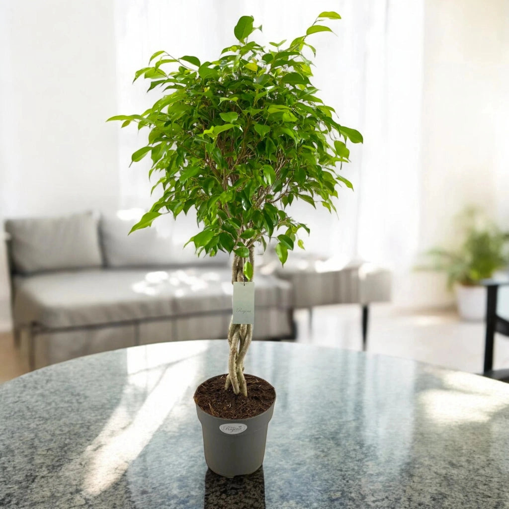 Gardenaria Ficus benjamina 'Exotica' - Pianta da interno ornamentale Altezza: 100 cm (vaso 24)