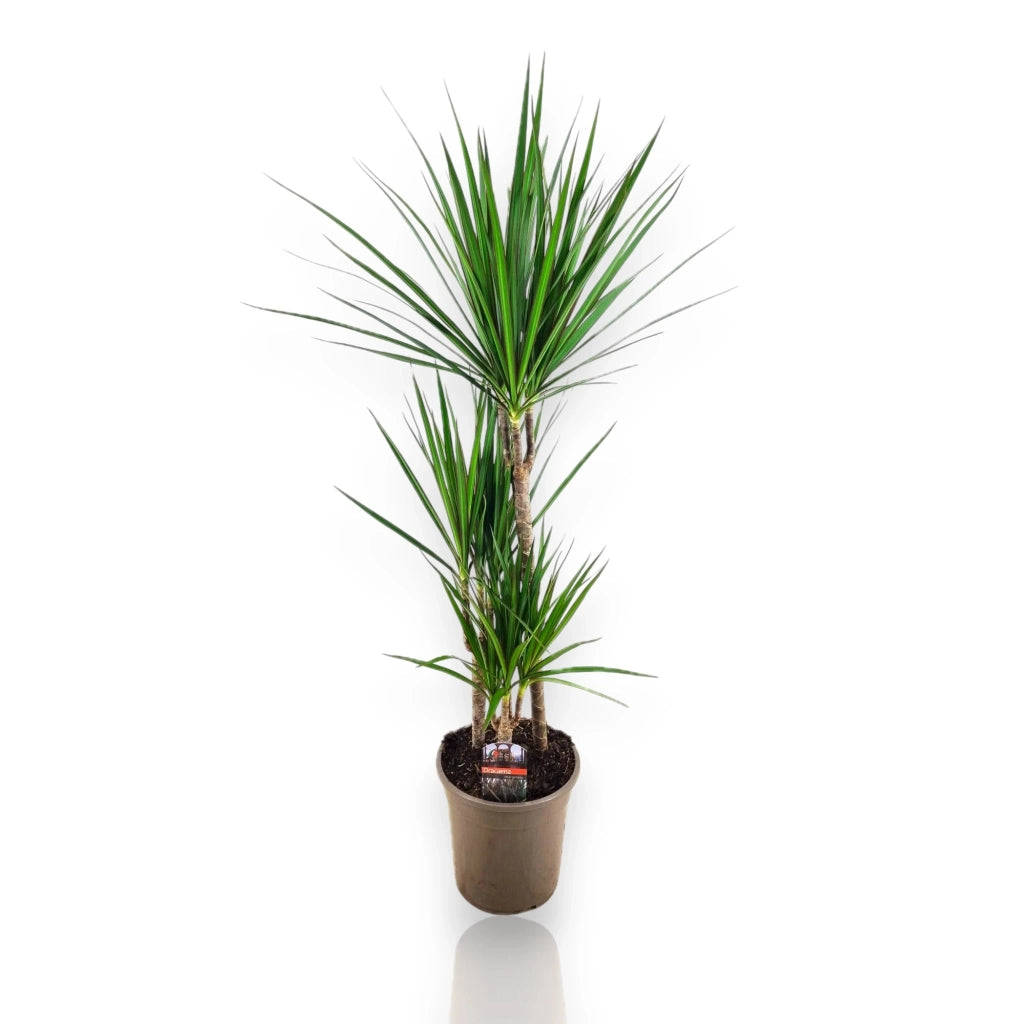 Gardenaria Dracaena fragrans marginata - Pianta da interno ornamentale Altezza: 130/140 cm (vaso 22)